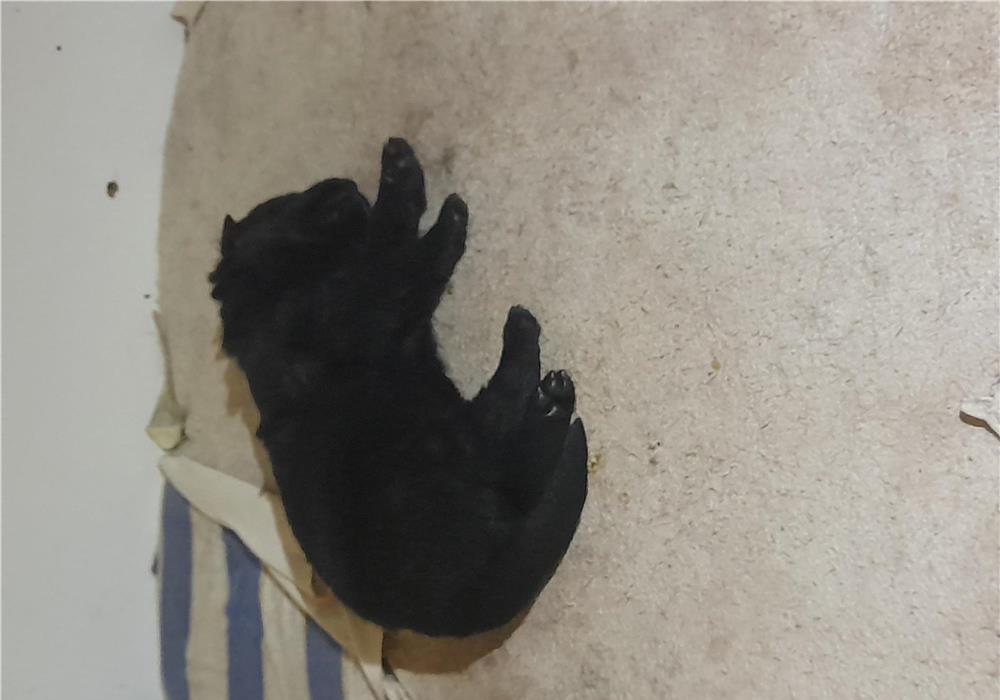 Pui catel câine lup Alsacian negru complect rasa pura