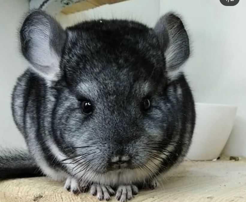 Pui chinchilla sinsila cincila chinchila