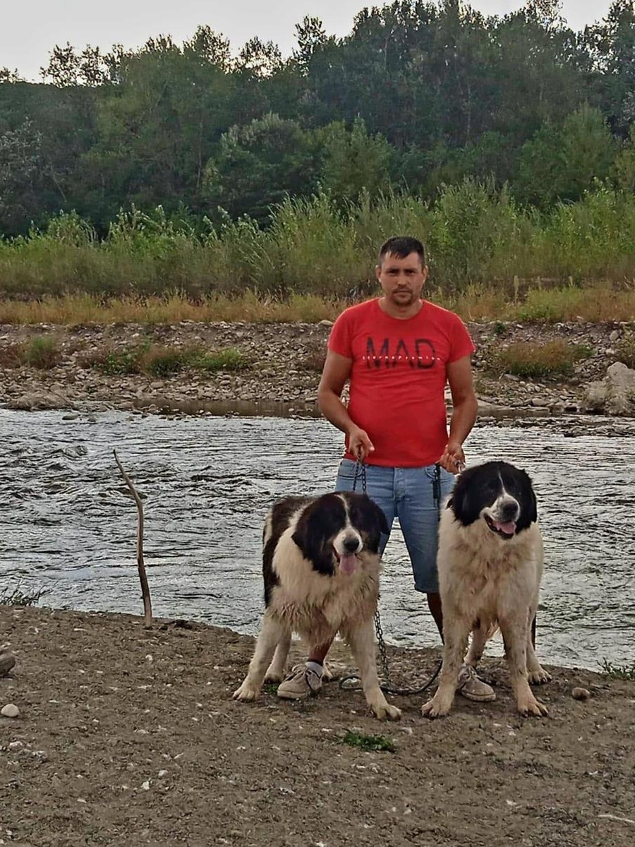 pui ciobanesc de bucovina rasa pura