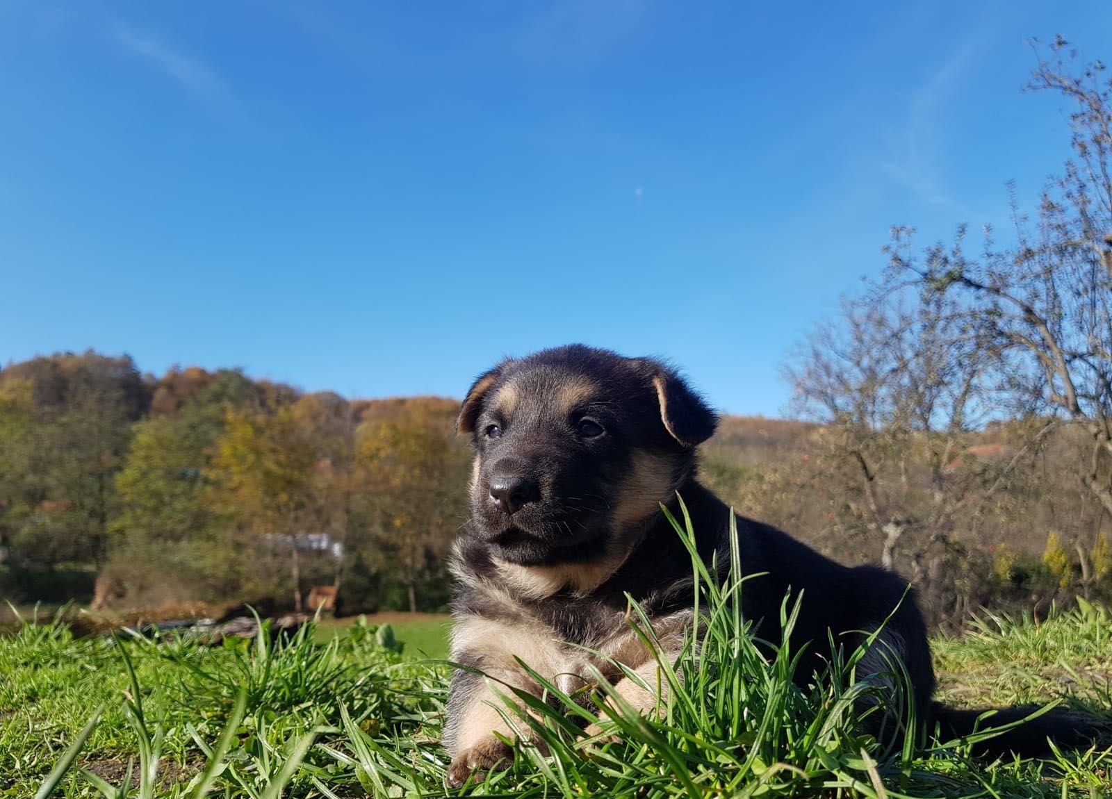 Pui ciobănesc german rasă pură