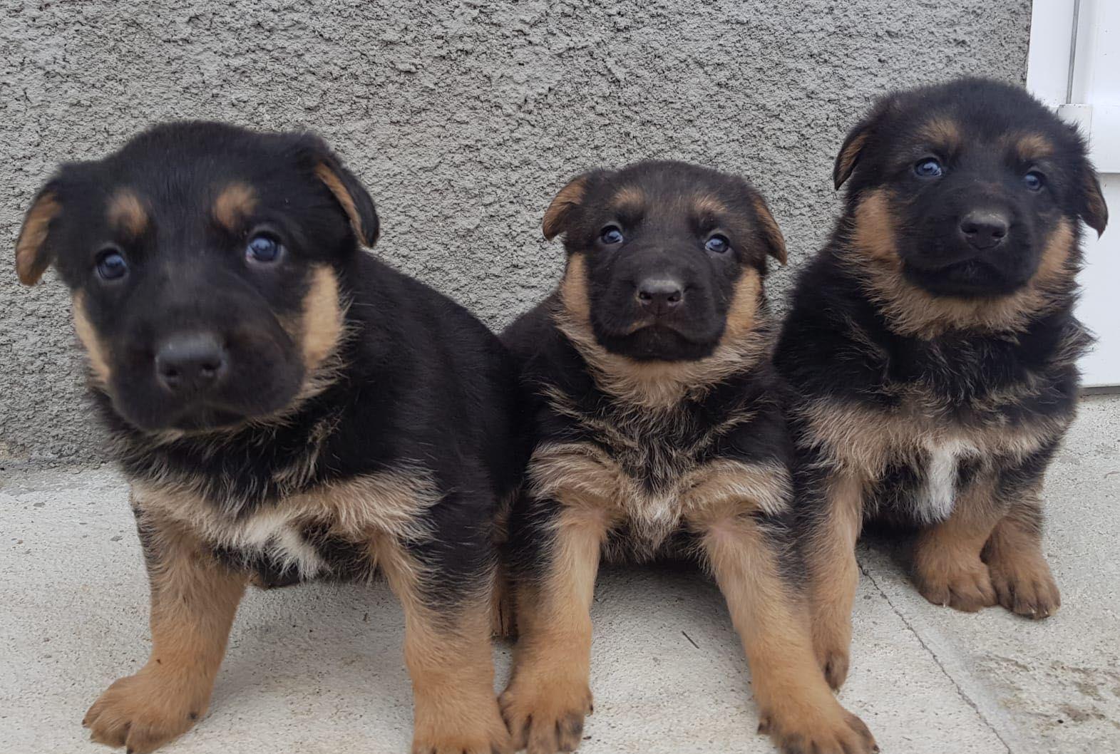 Pui ciobănesc german rasă pură