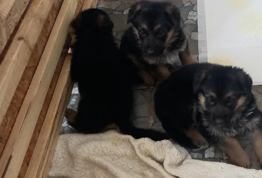 Pui ciobănești germani de vânzare
