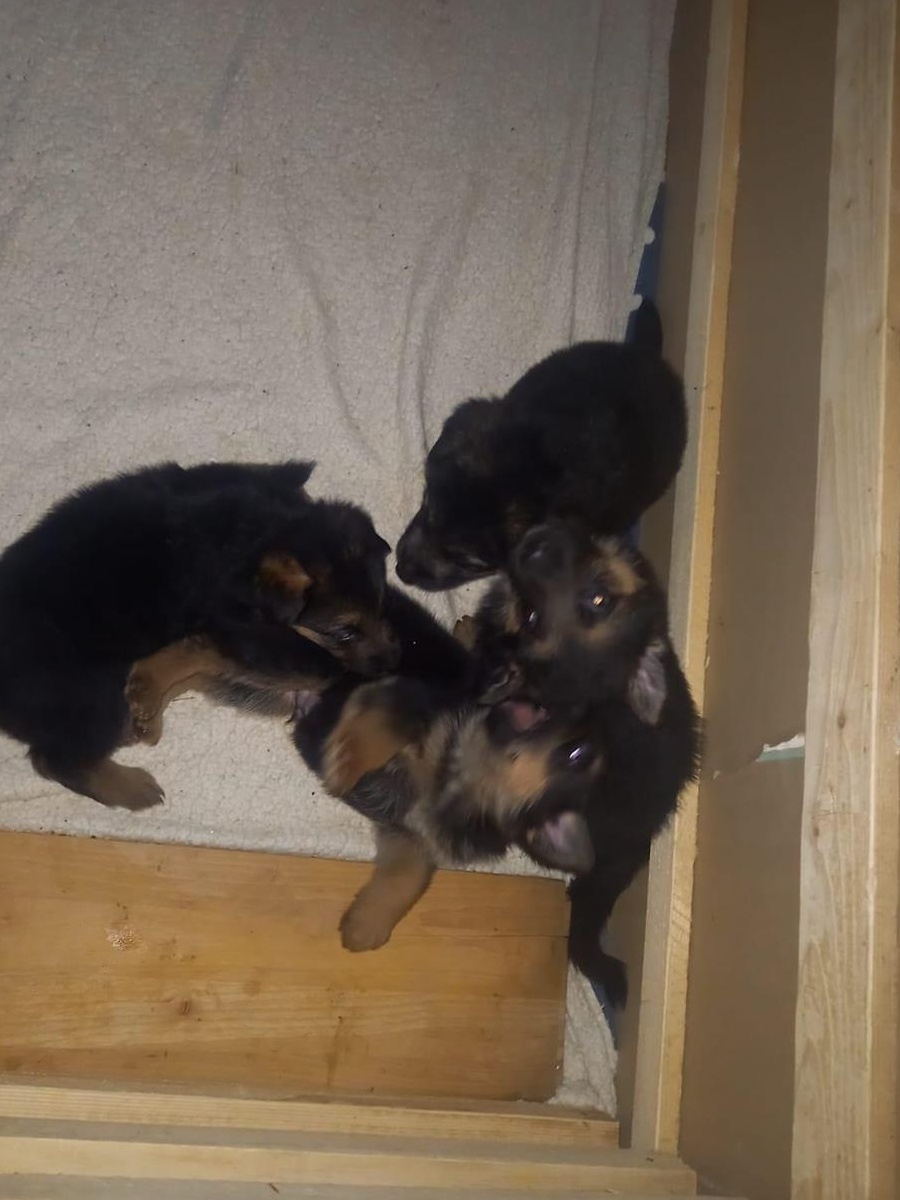 Pui ciobănești germani de vânzare