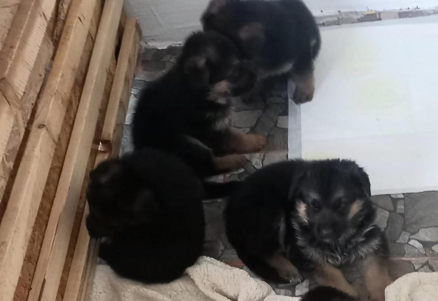 Pui ciobănești germani de vânzare