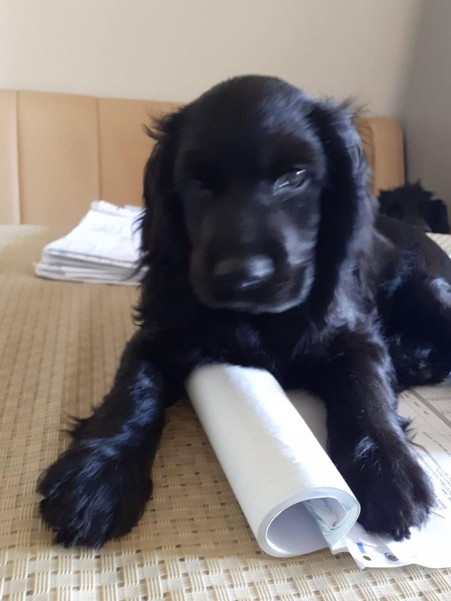 Pui cocker spaniel