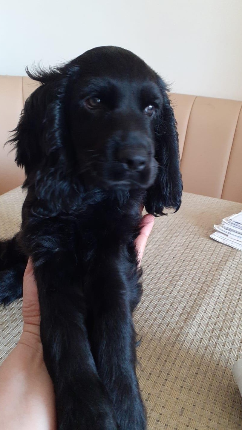 Pui cocker spaniel
