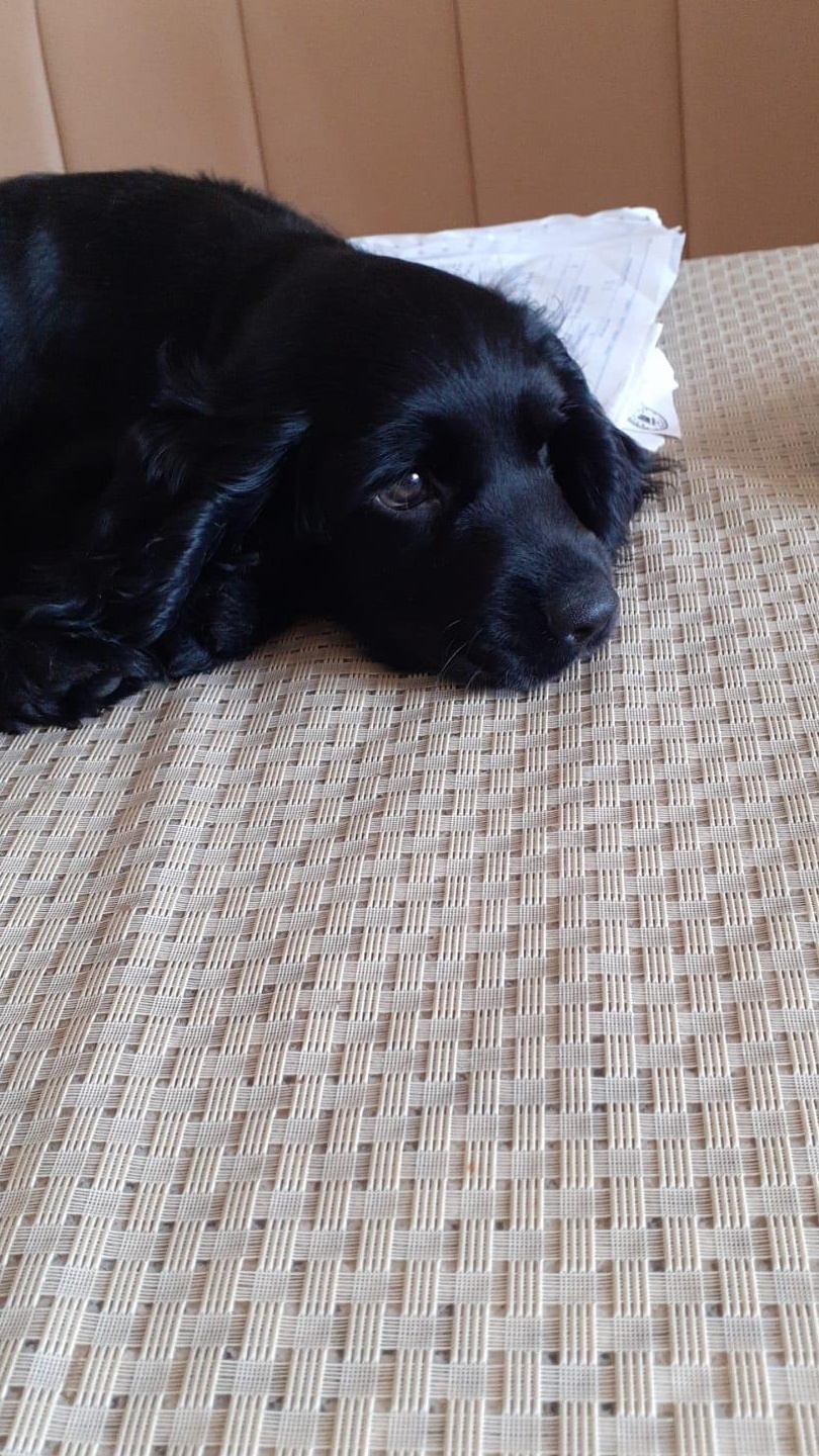 Pui cocker spaniel