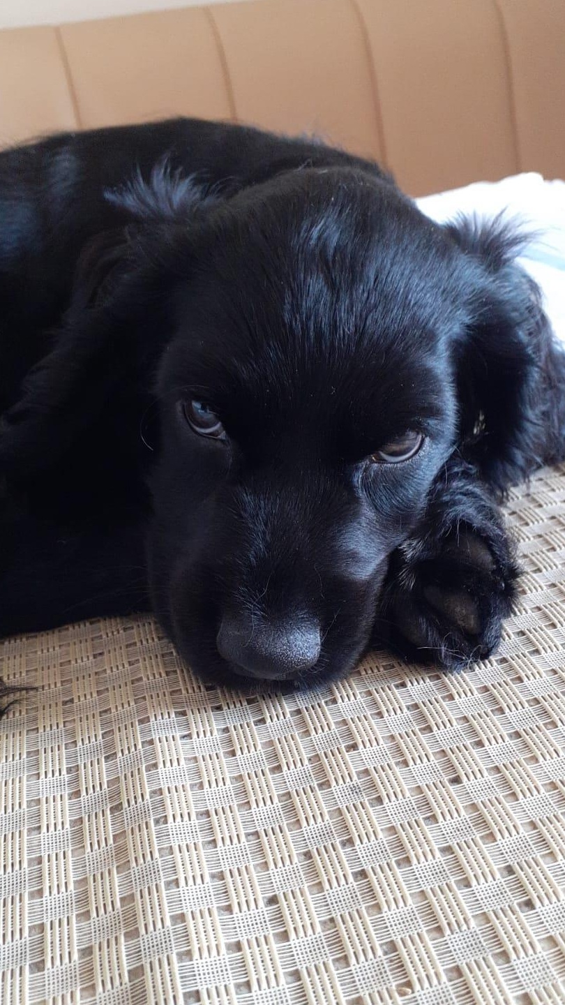 Pui cocker spaniel