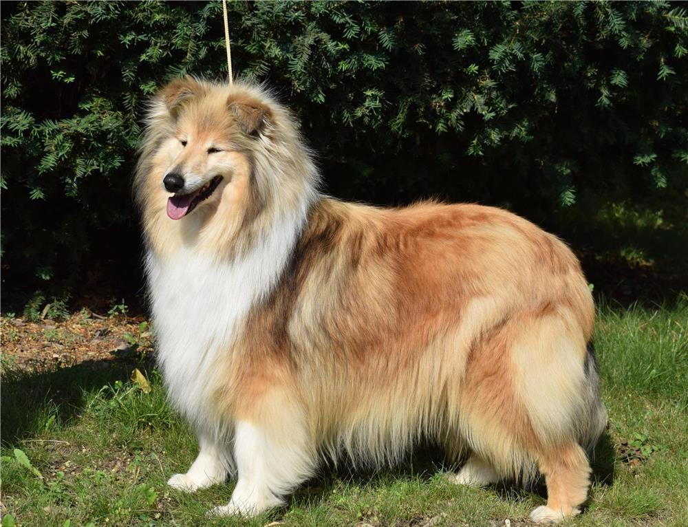 Pui Collie Rough (Lassie)