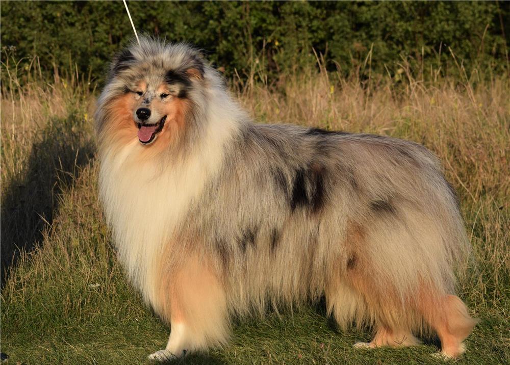 Pui Collie Rough (Lassie)