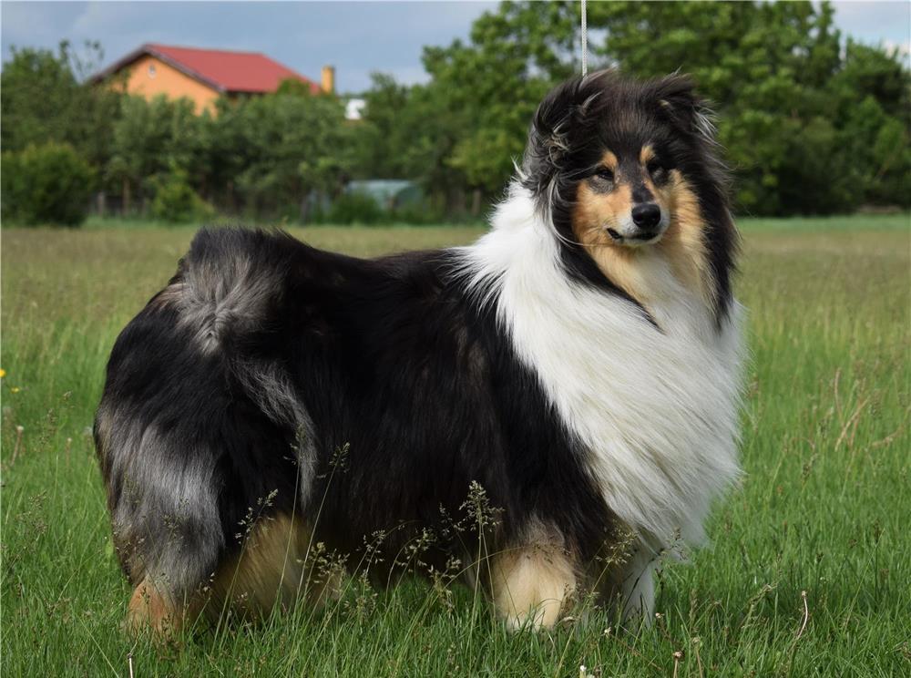 Pui Collie Rough (Lassie)