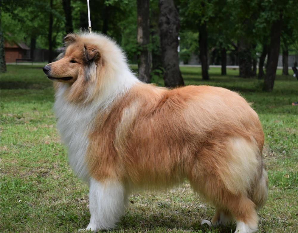 Pui Collie Rough (Lassie)