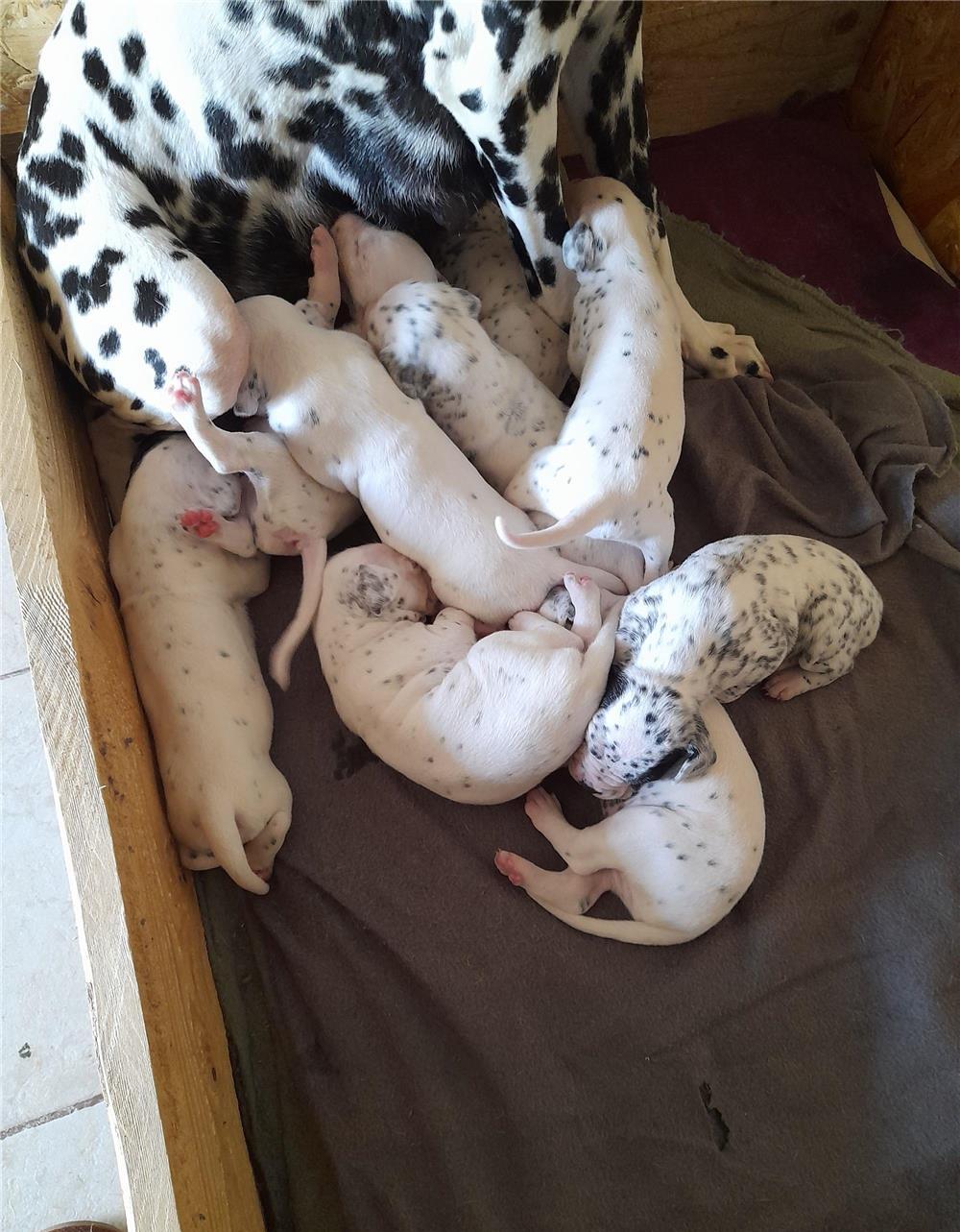 Pui dalmatian