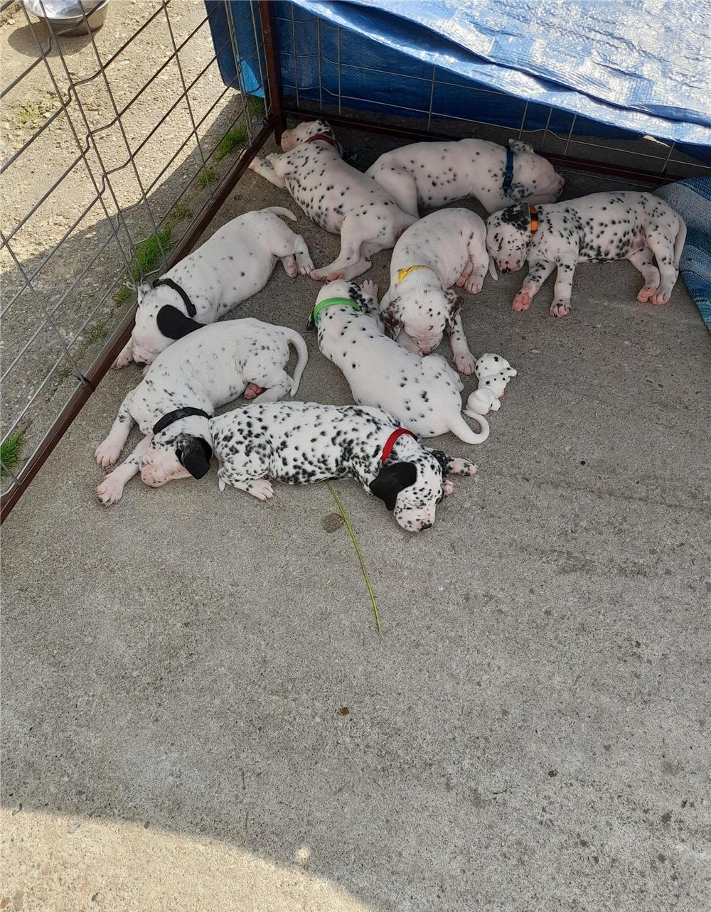 Pui dalmatian