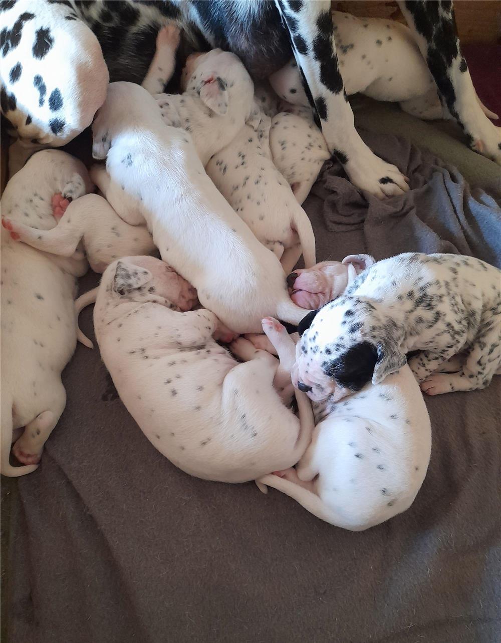 Pui dalmatian