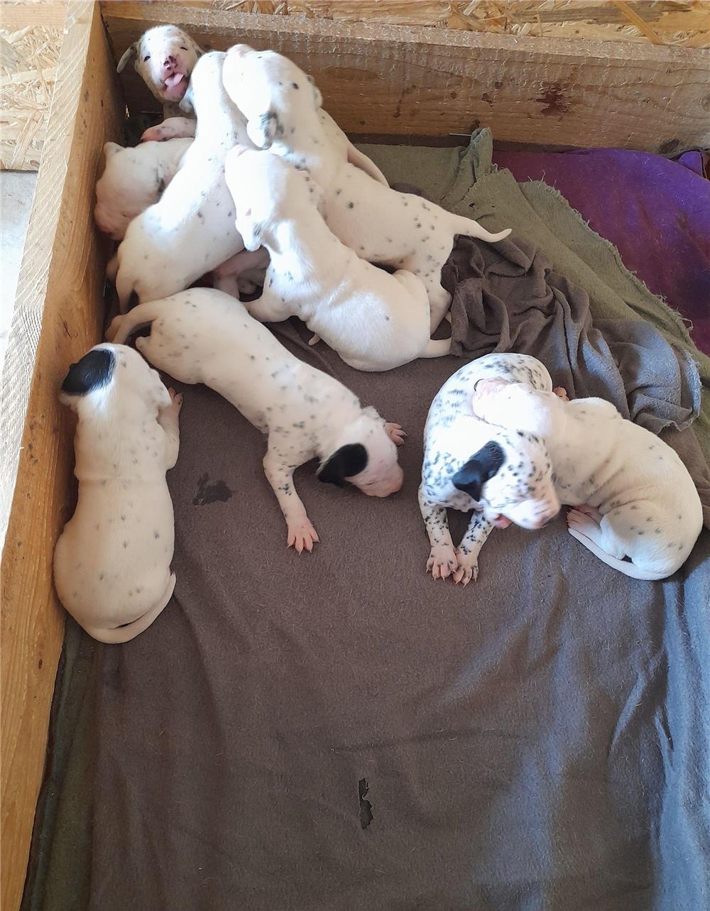 Pui dalmatian