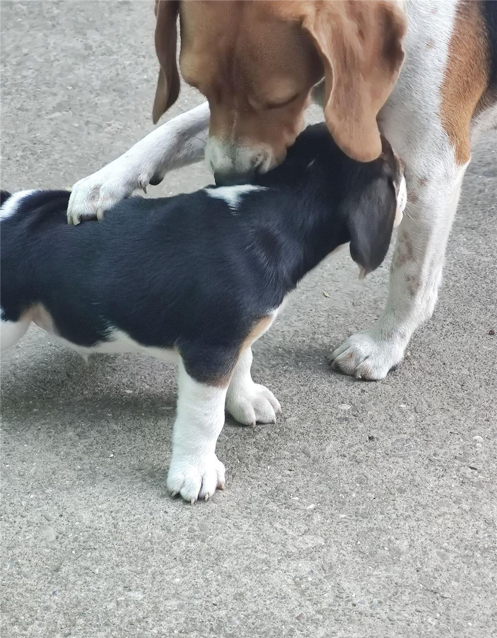 Pui de beagle , căutăm părinți