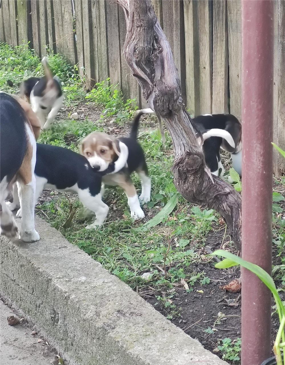Pui de beagle , căutăm părinți