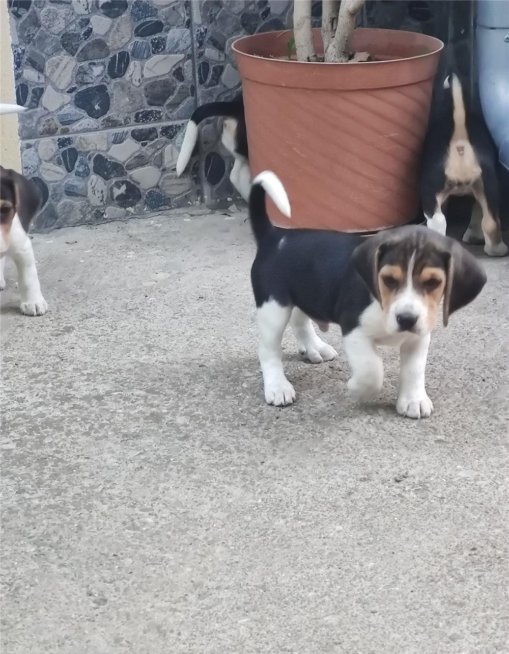 Pui de beagle , căutăm părinți