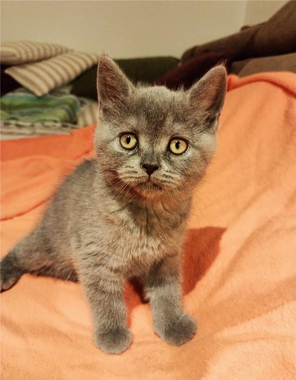 Pui de British Shorthair