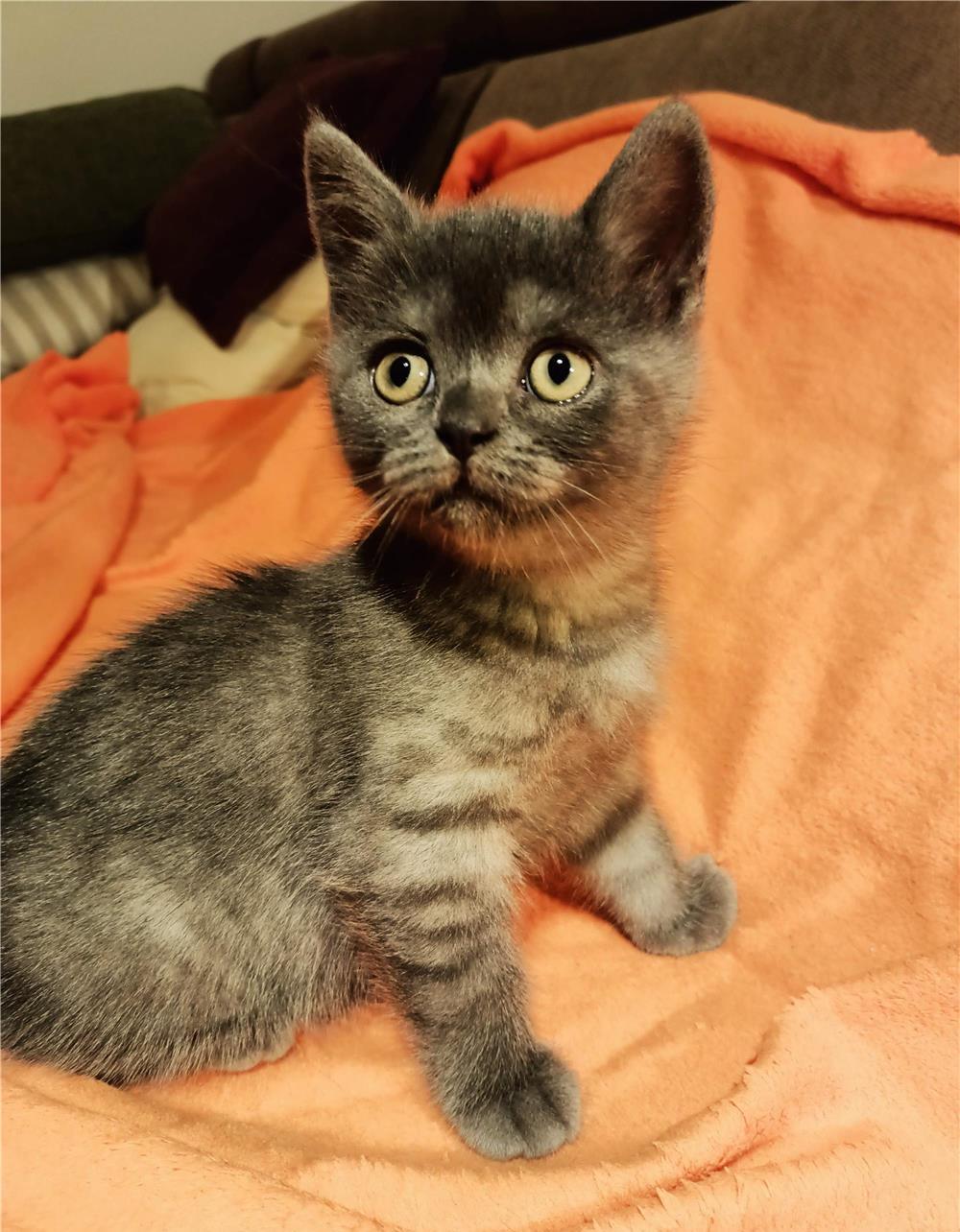 Pui de British Shorthair
