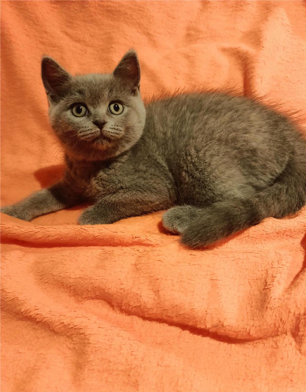Pui de British Shorthair
