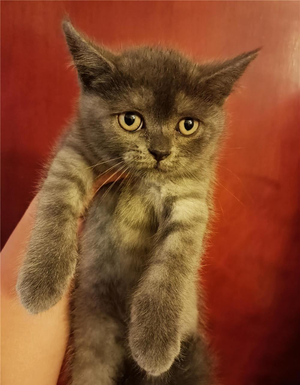 Pui de British Shorthair
