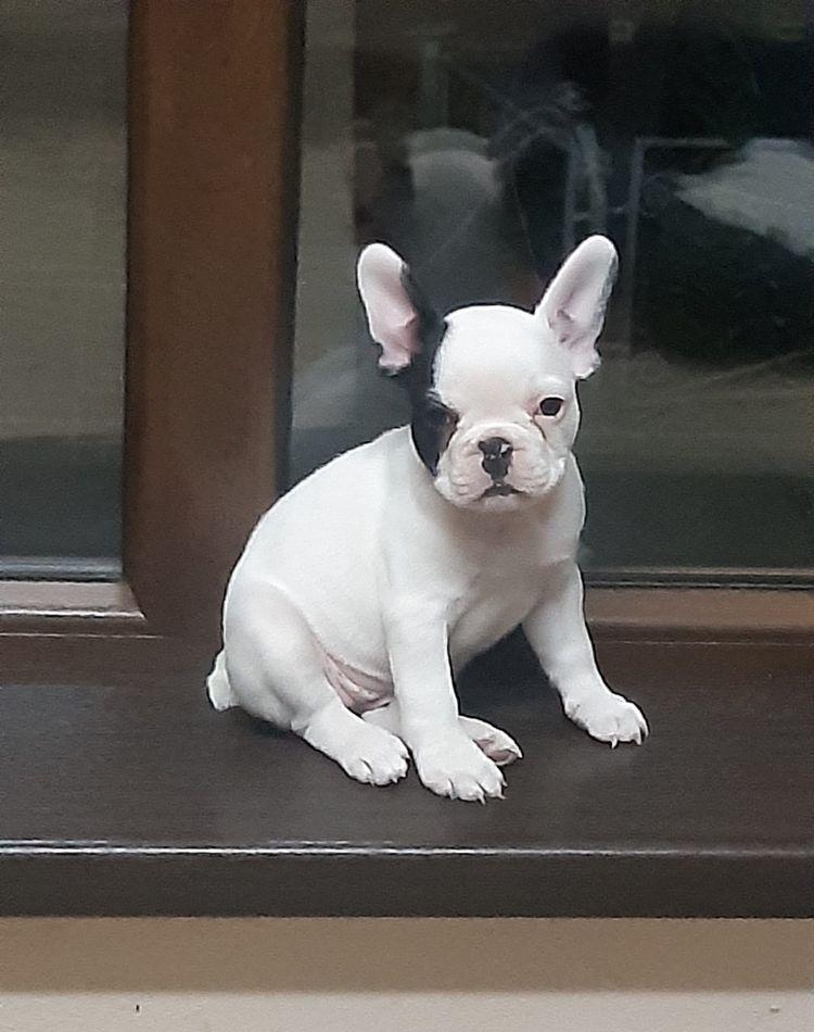 Pui de Bulldog Fancez