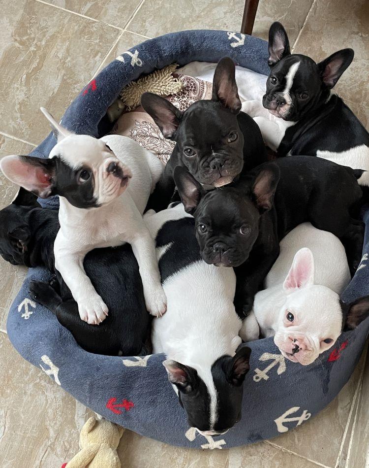 Pui de Bulldog Fancez