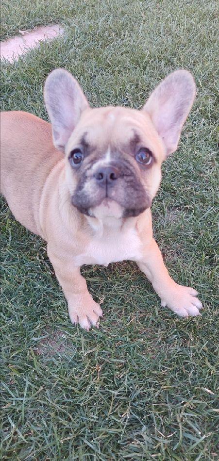 Pui de Bulldog Francez