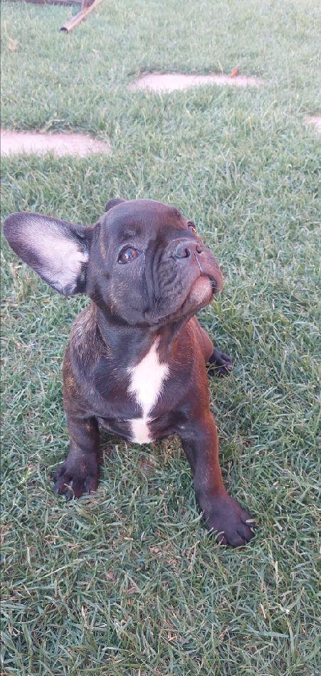 Pui de Bulldog Francez