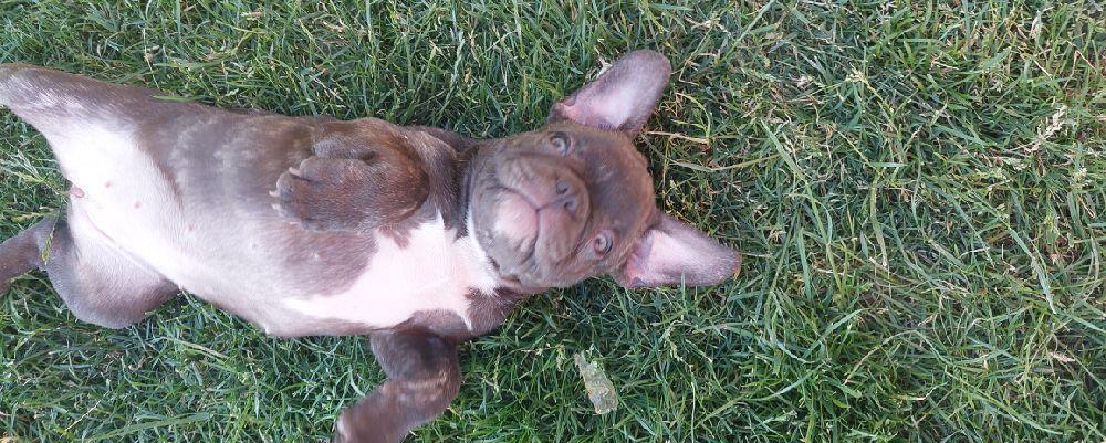 Pui de Bulldog Francez