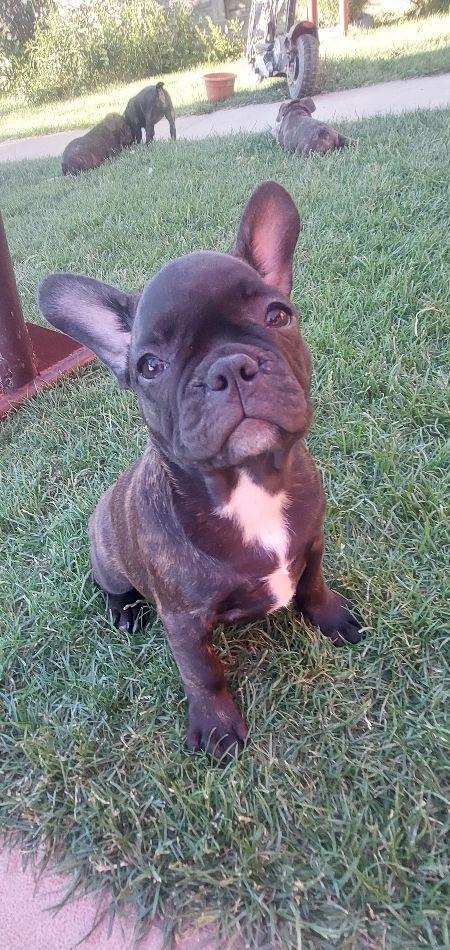Pui de Bulldog Francez