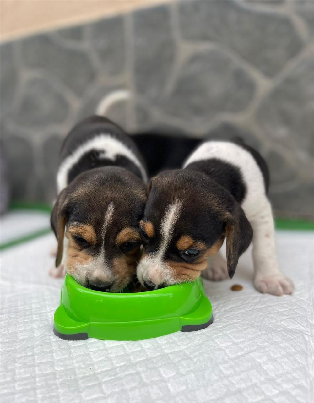 Pui de câine rasa beagle de vânzare