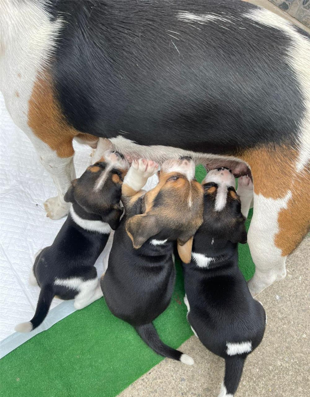 Pui de câine rasa beagle de vânzare