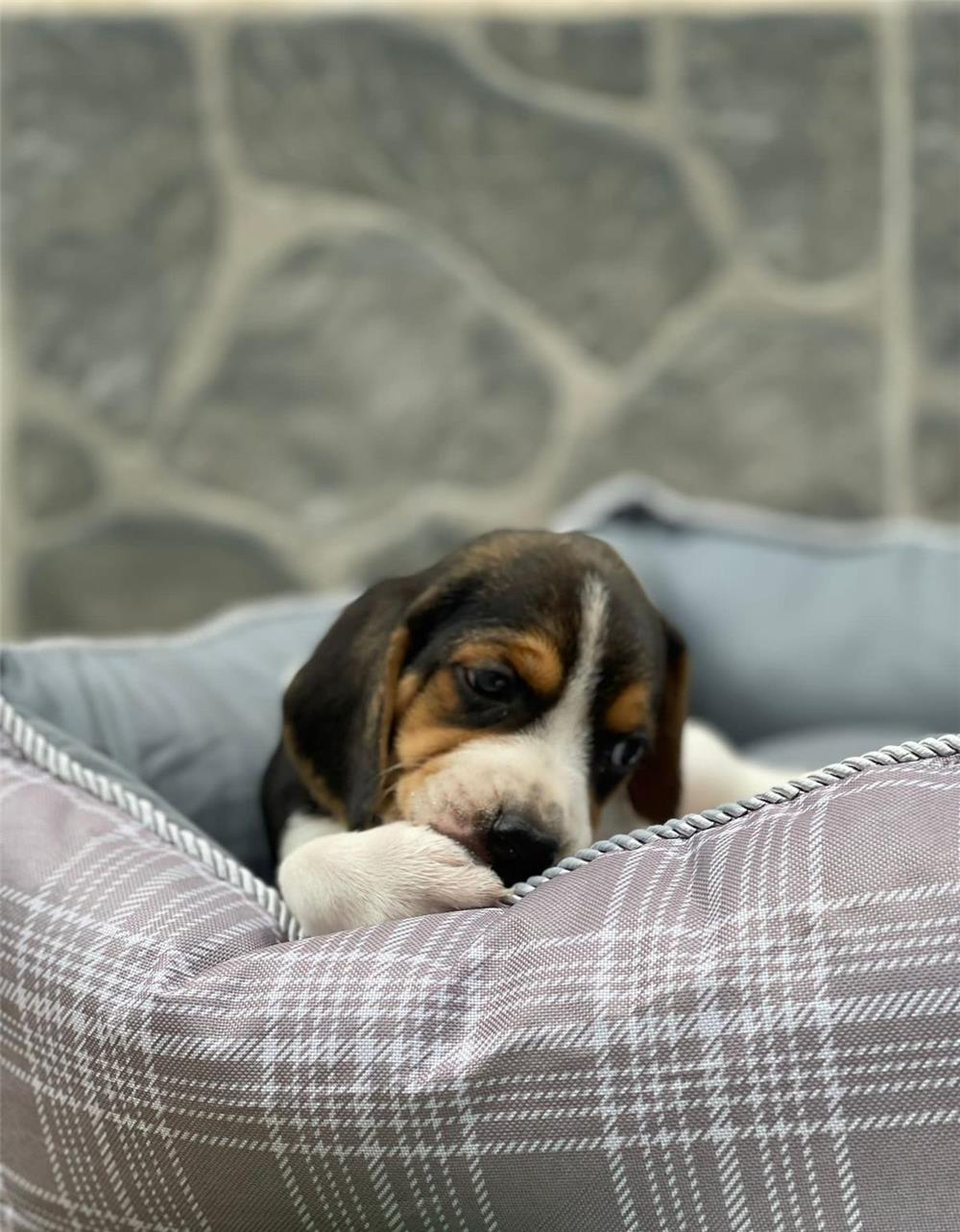 Pui de câine rasa beagle de vânzare