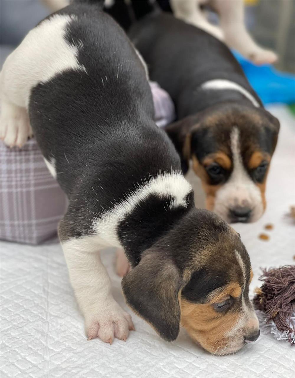 Pui de câine rasa beagle de vânzare