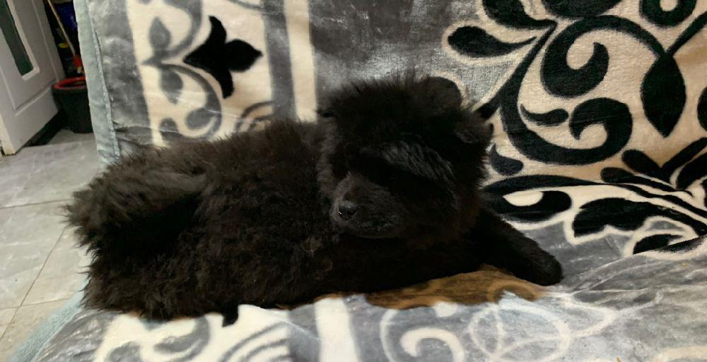 Pui de Chow  Chow