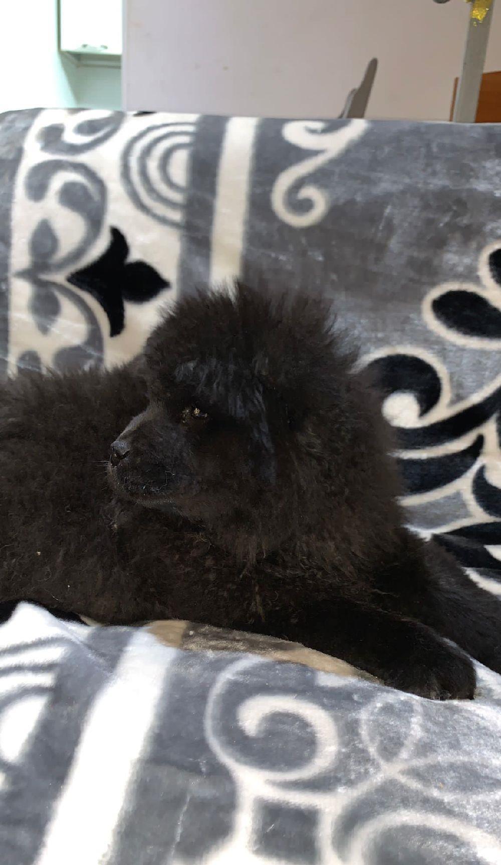 Pui de Chow  Chow