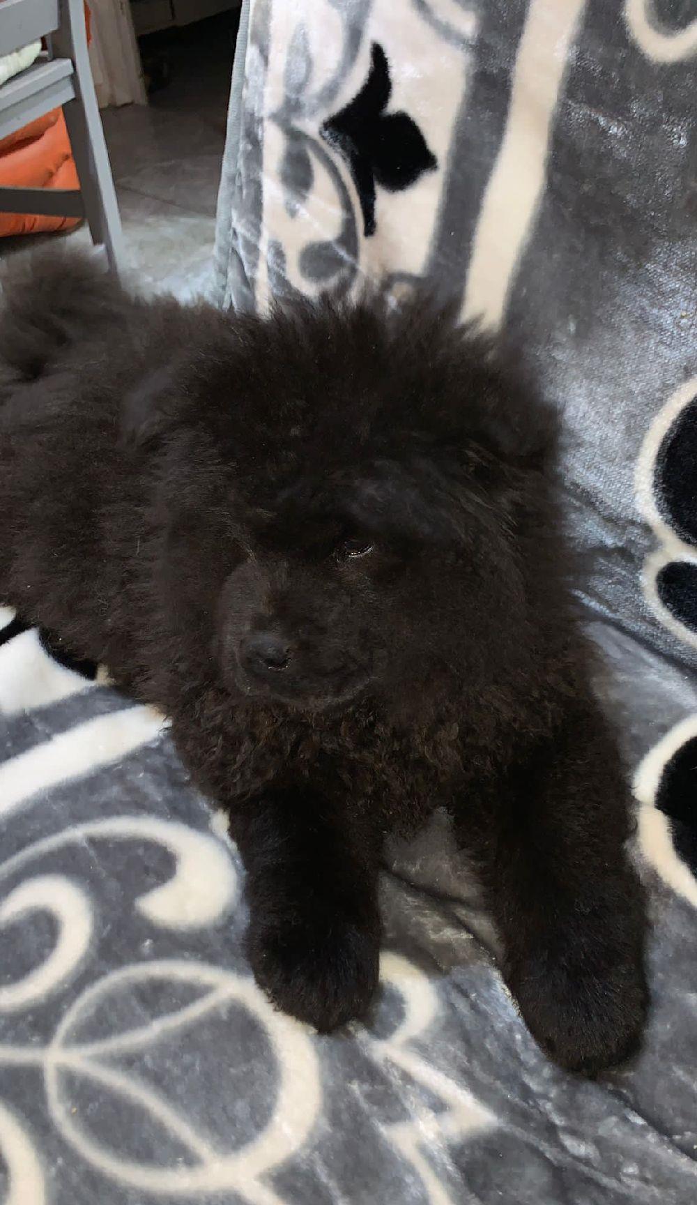 Pui de Chow  Chow