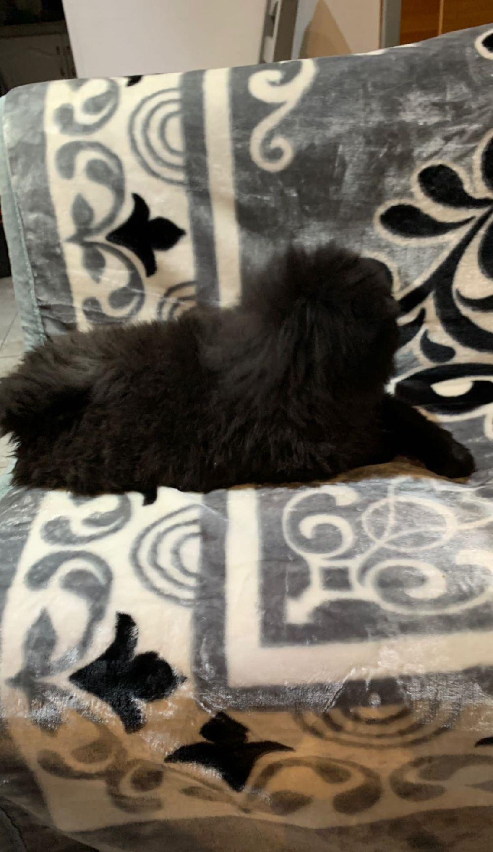 Pui de Chow  Chow