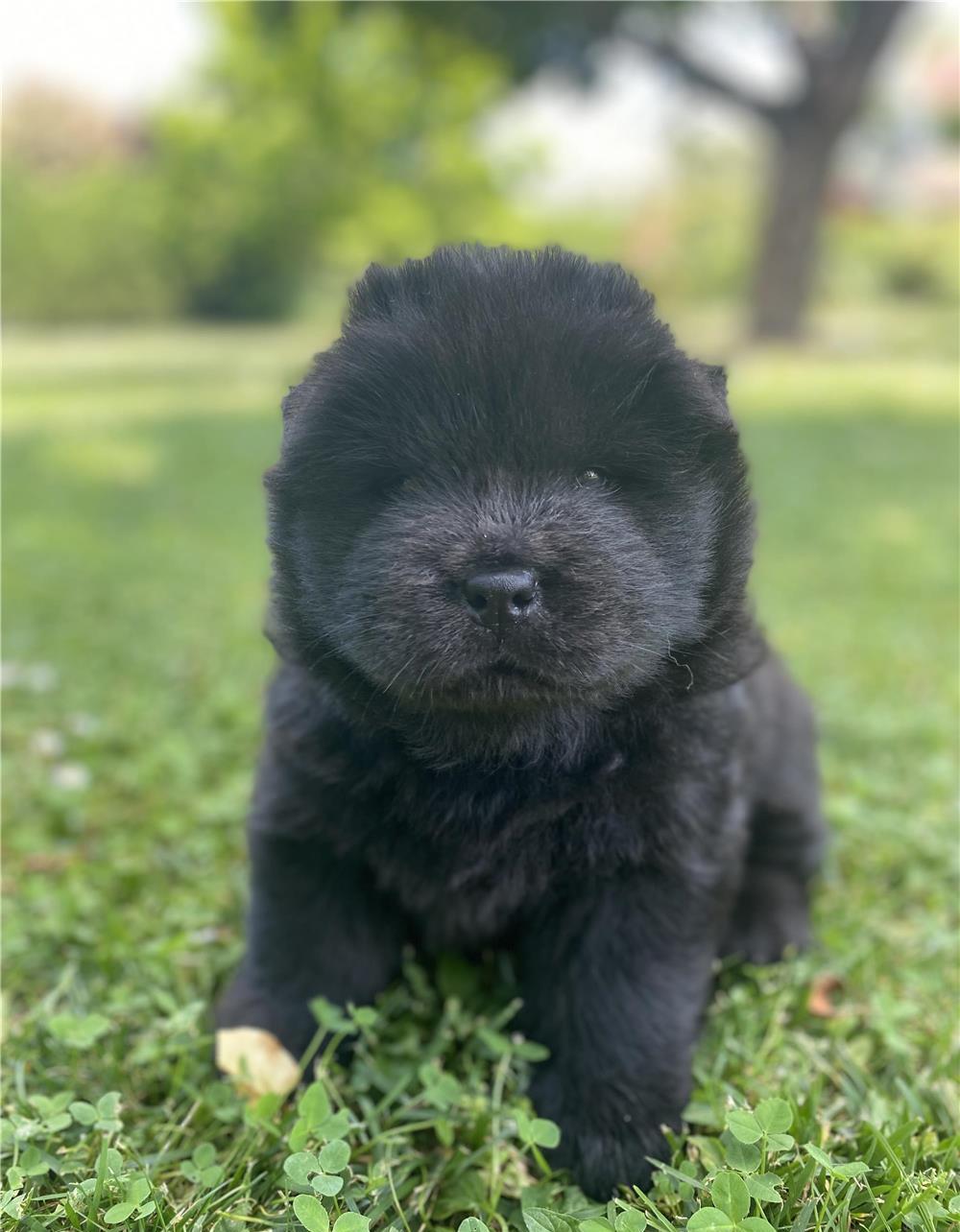Pui de Chow Chow de vanzare