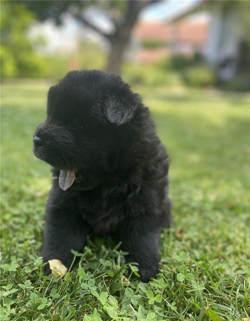 Pui de Chow Chow de vanzare