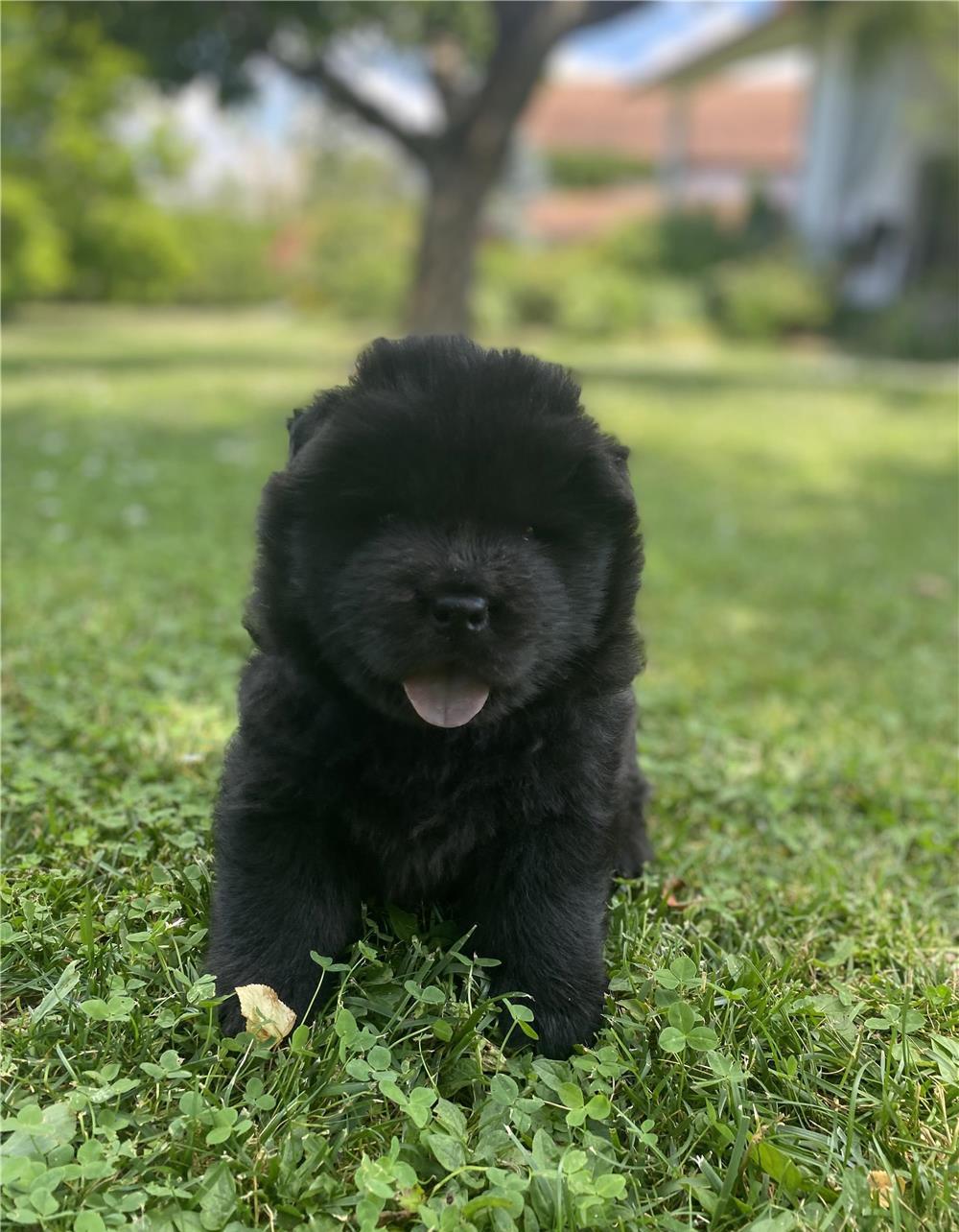 Pui de Chow Chow de vanzare