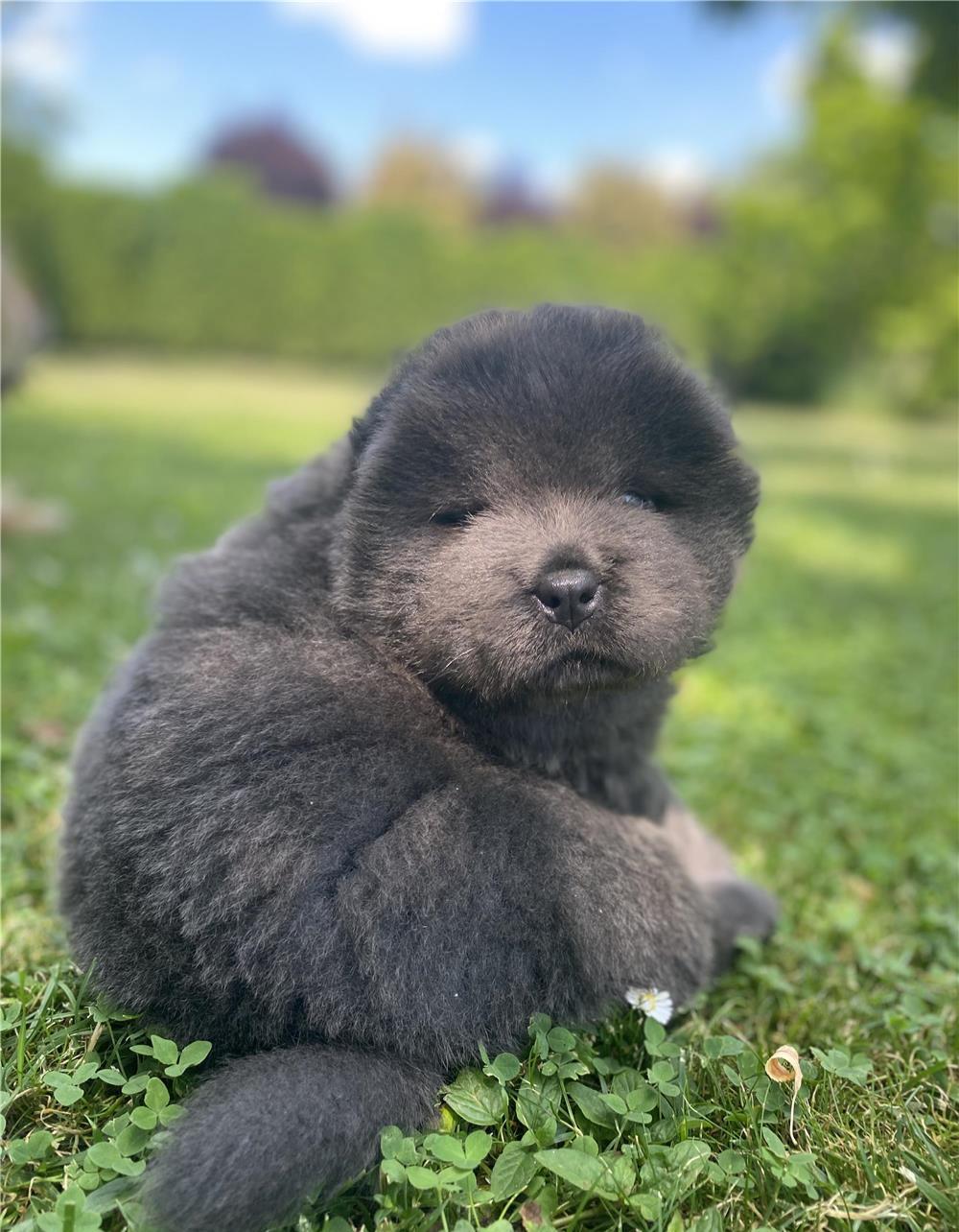 Pui de Chow Chow de vanzare