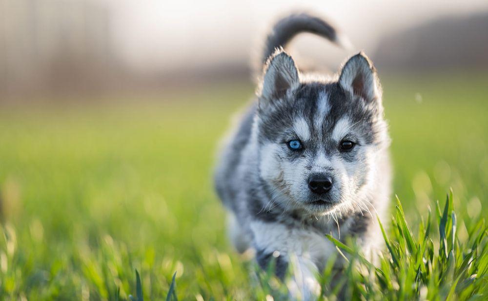 Pui de Husky cu Malamut