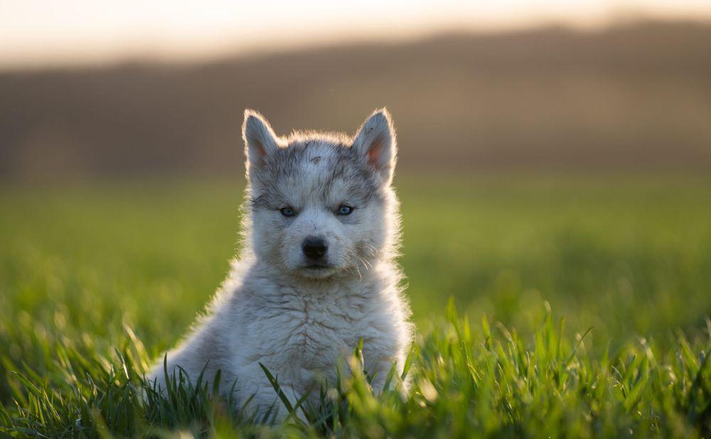Pui de Husky cu Malamut