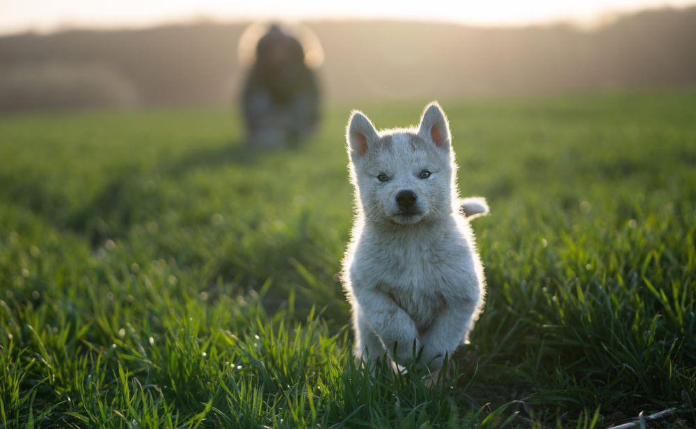 Pui de Husky cu Malamut