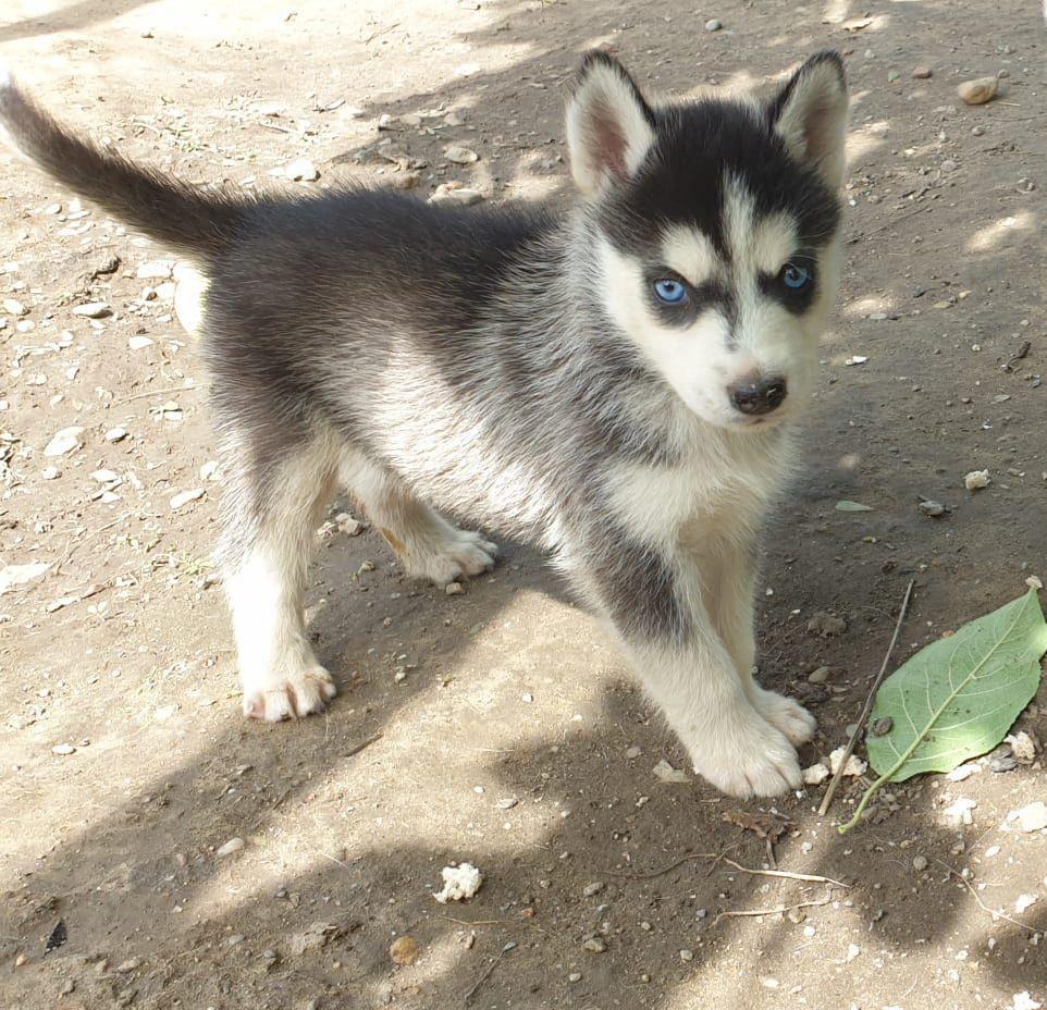 Pui de husky siberian