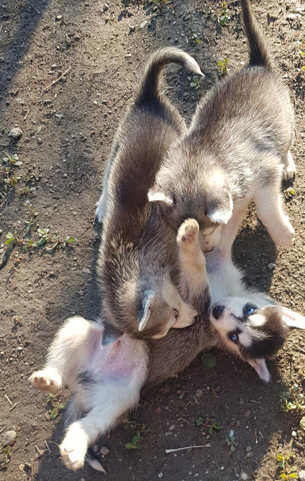 Pui de husky siberian